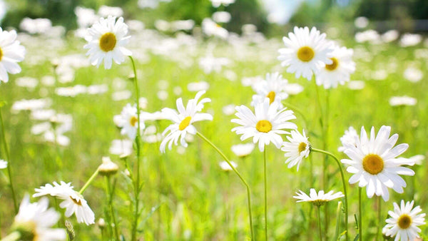 Daisies